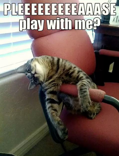 Cat After Play Diablo 3 Obrazki   