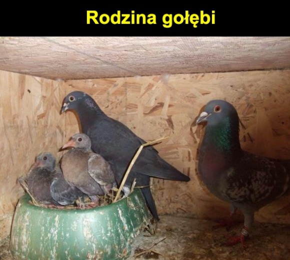 Rodzina gołębi Obrazki   