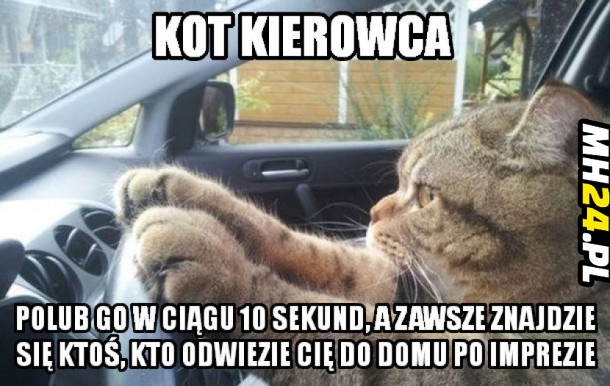 Kot kierowca