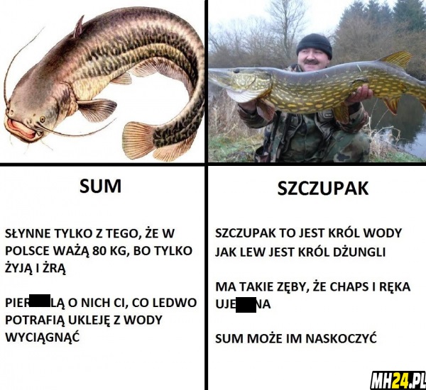 Sum vs szczupak Obrazki   