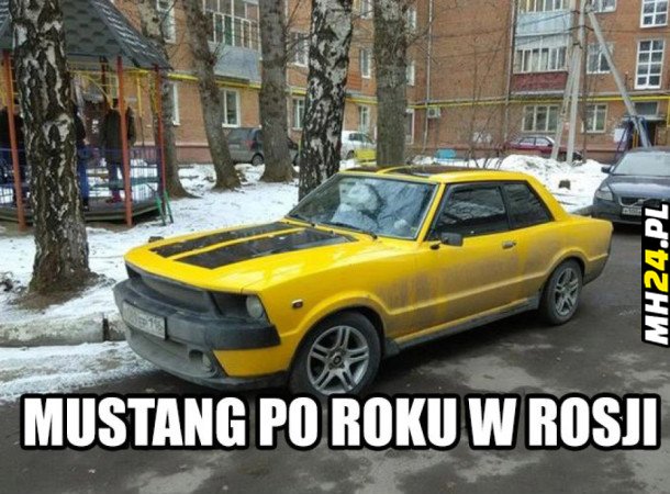 Mustang po roku w Rosji Obrazki   