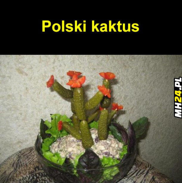 Polski kaktus Obrazki   