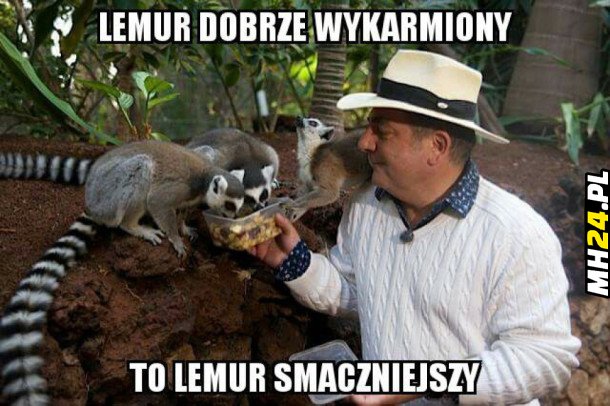 Lemur i Makłowicz Obrazki   