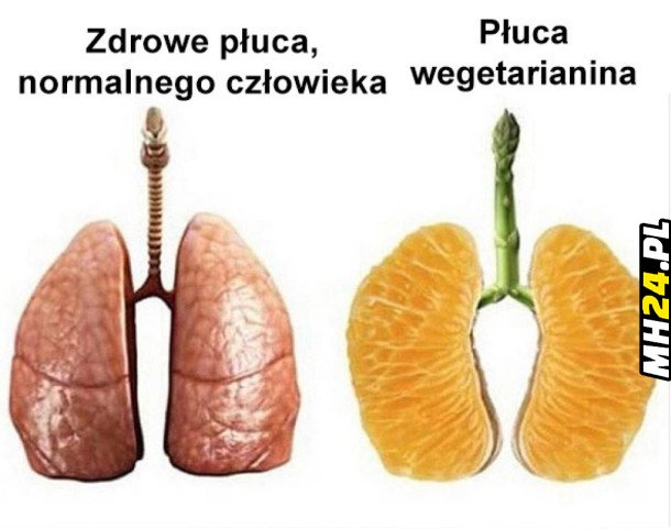 Płuca wegetarianina Obrazki   