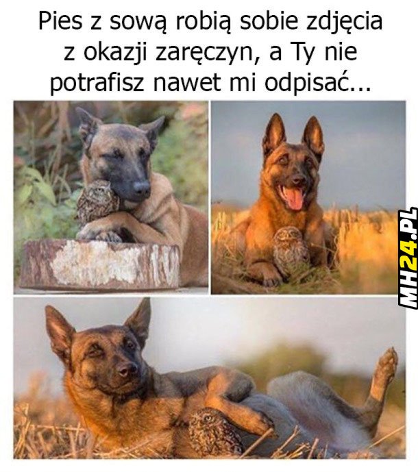 Pies i sowa Obrazki   