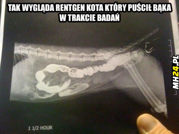 Tak wygląda rentgen kota, który Obrazki   