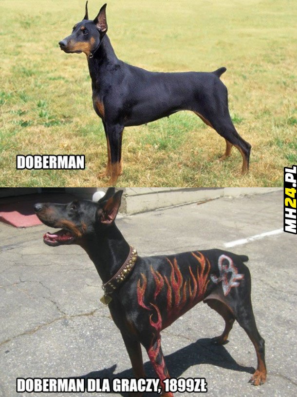 Doberman dla graczy Obrazki   