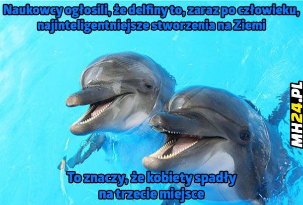 Delfiny xD Obrazki   